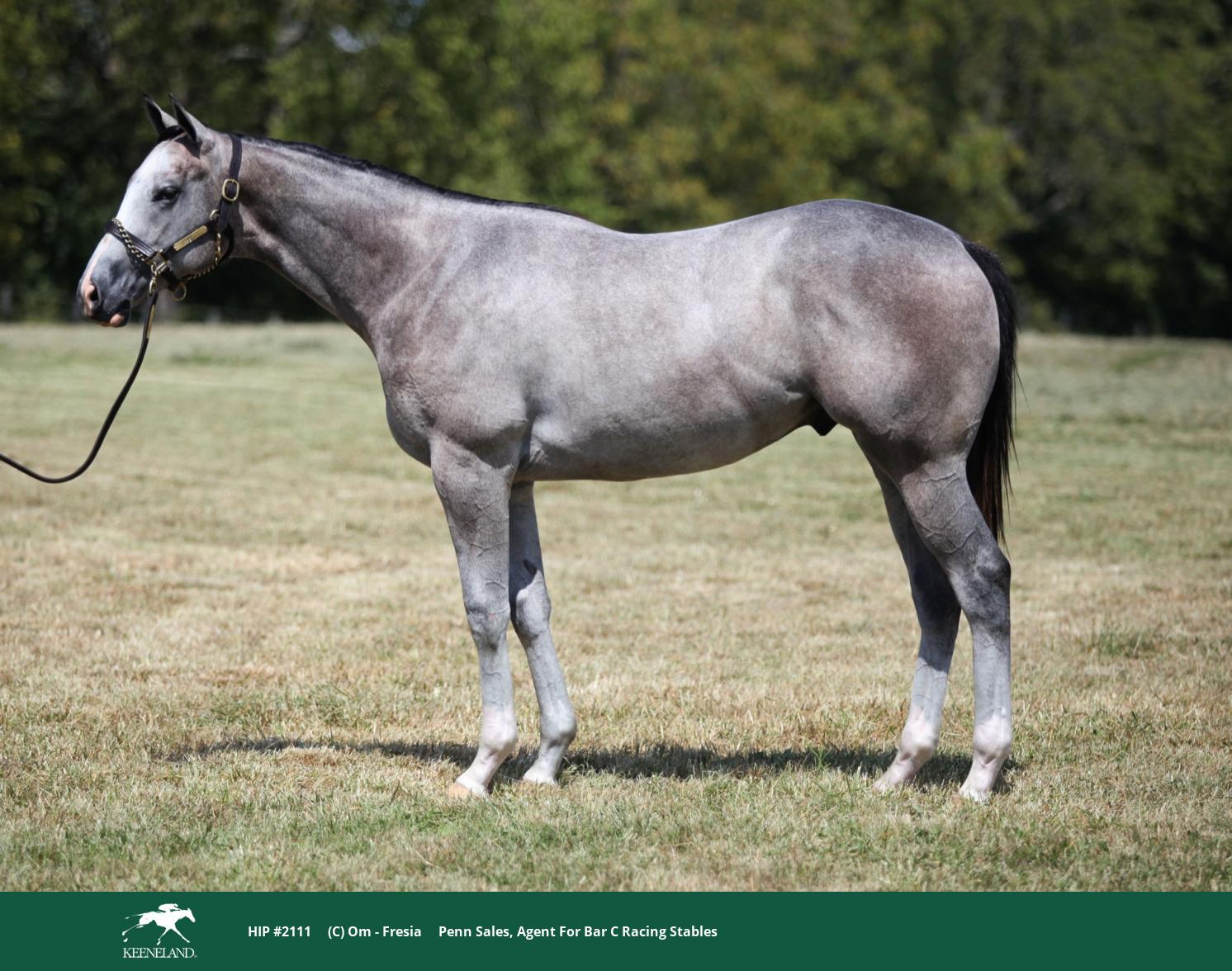 Om Yearling Colt Sells for $90,000 at Keeneland September Yearling Sale ...